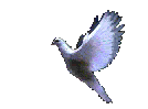 dove-right
